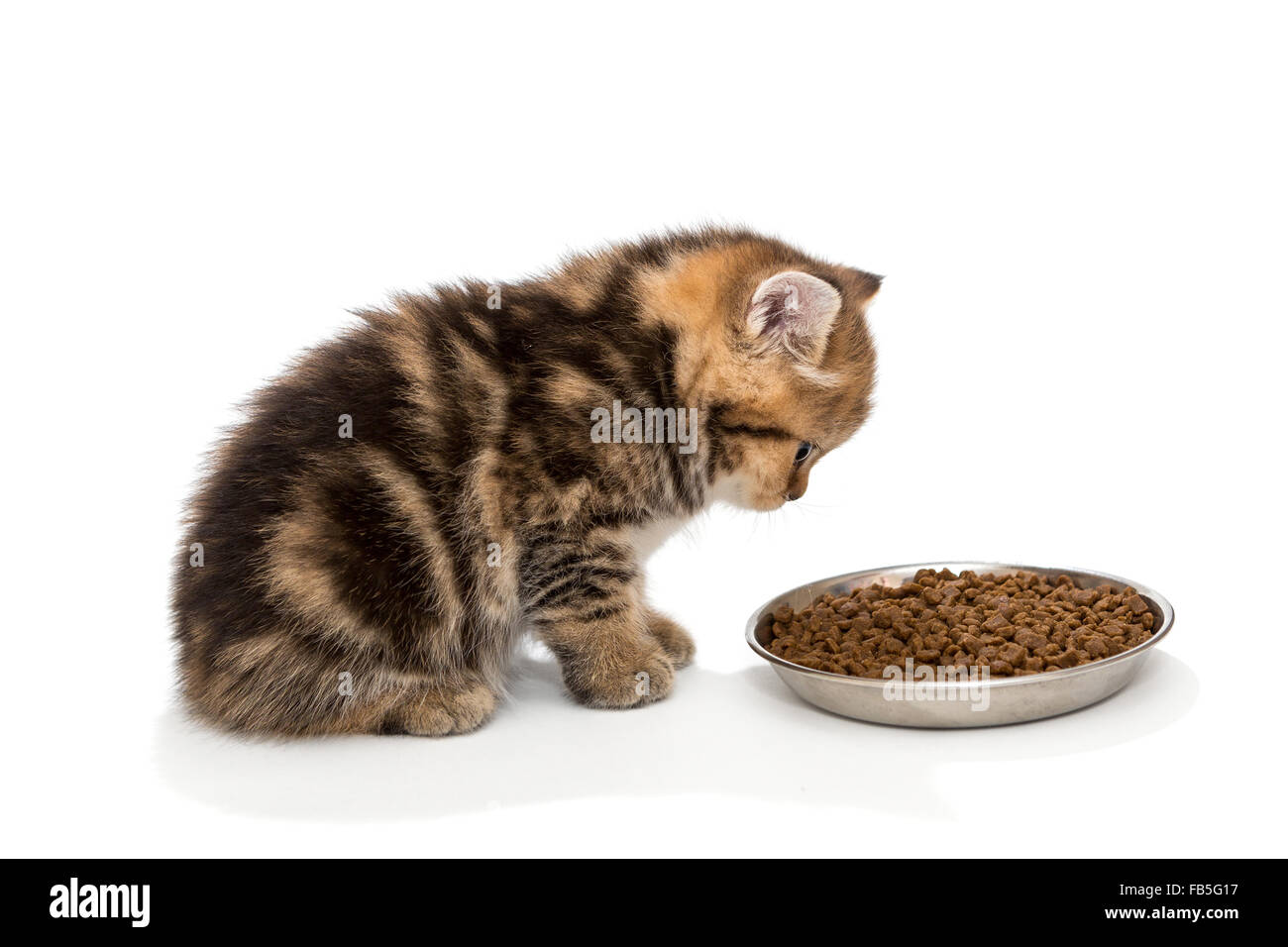 Britische Kätzchen frisst Trockenfutter Stockfoto