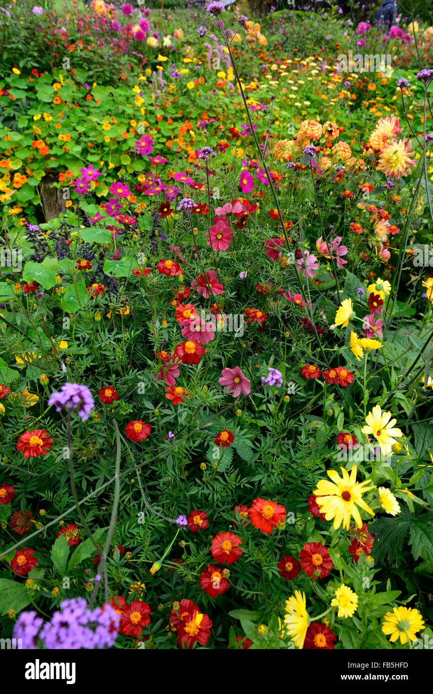 Cosmos Bipinnatus Tithonia Dahlie Ringelblume Salvia Amistad Rathbawn Gärten Wicklow RM Floral Stockfoto