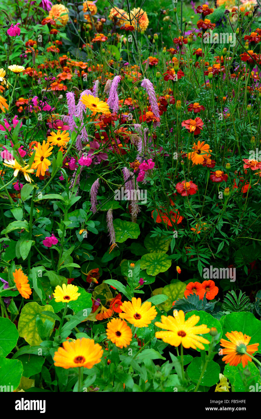 Sanguisorba Obtusa Tithonia Dahlie Ringelblume Salvia Amistad Rathbawn Gärten Wicklow RM Floral Stockfoto