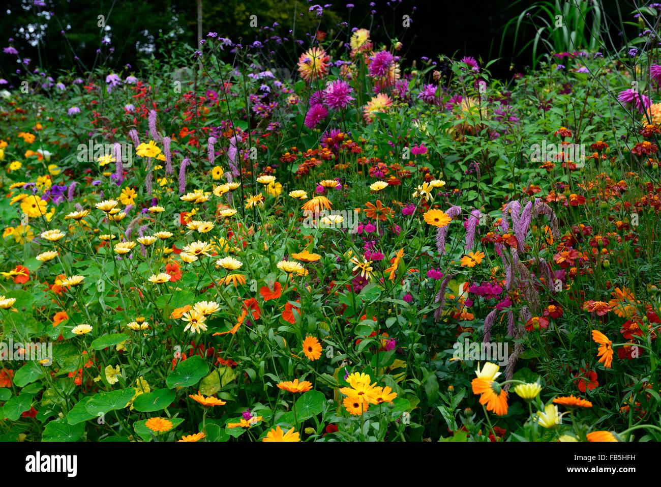 Sanguisorba Obtusa Tithonia Dahlie Ringelblume Salvia Amistad Rathbawn Gärten Wicklow RM Floral Stockfoto