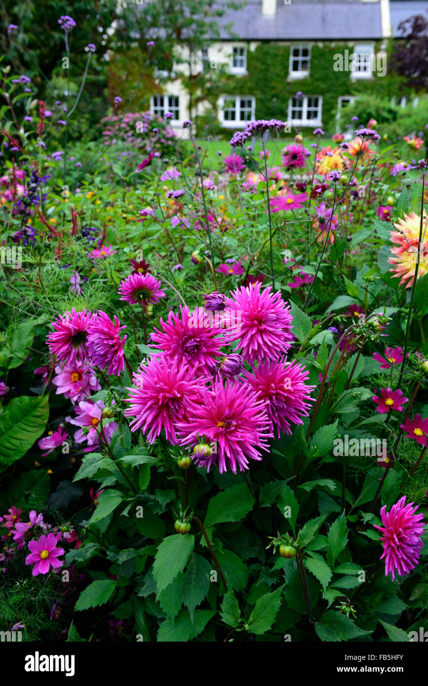 Dahlie rosa Kaktus Bett Rahmen anzuzeigen mehrjährige Rathbawn Gärten Kilteel Kildare RM Floral Stockfoto