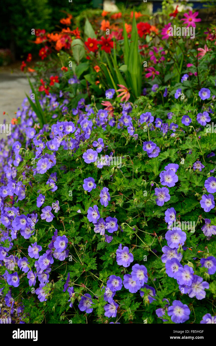 Geranium Rozanne Dahlia Coccinea Kosmos Empfindungen Crocosmia Mischung Mischbett Grenze Staude RM Floral Stockfoto