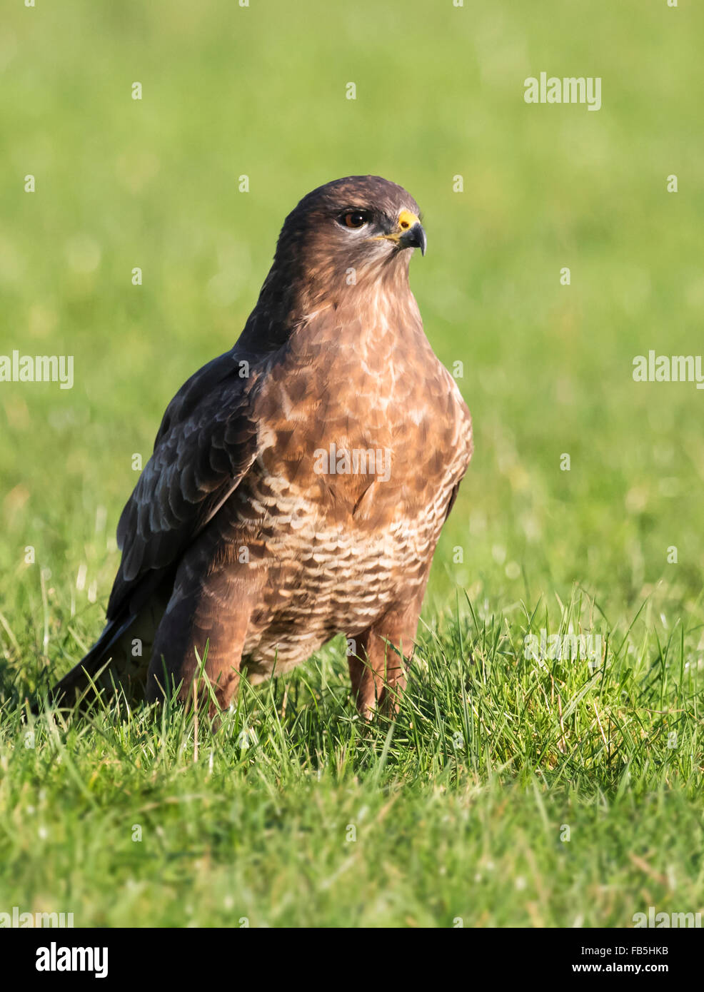 Wilde männliche Mäusebussard Buteo Buteo auf Boden in der frühen Morgensonne Stockfoto