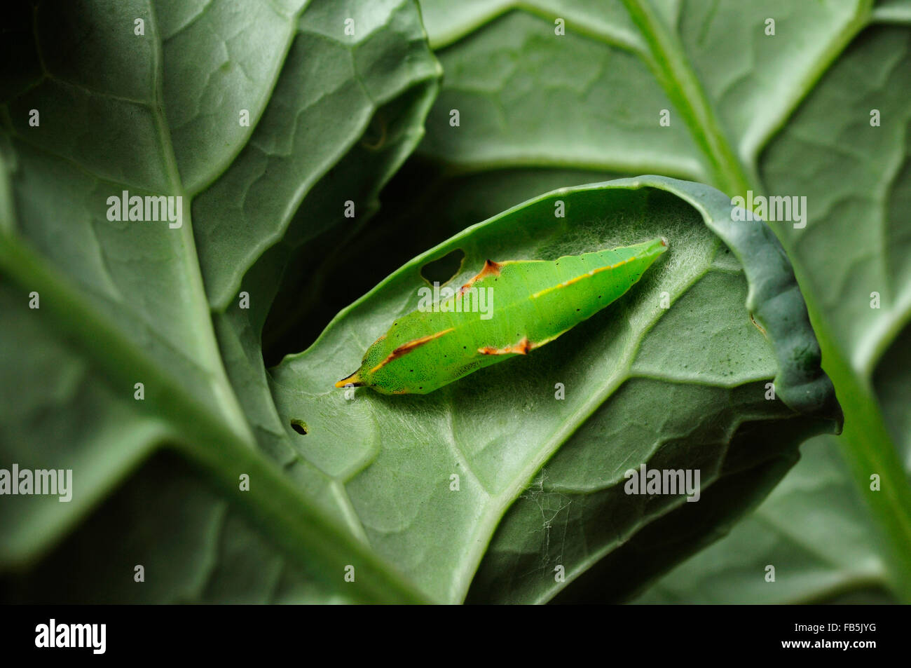 Kleiner weißer Schmetterling Puppe (Pieris Rapae) Stockfoto