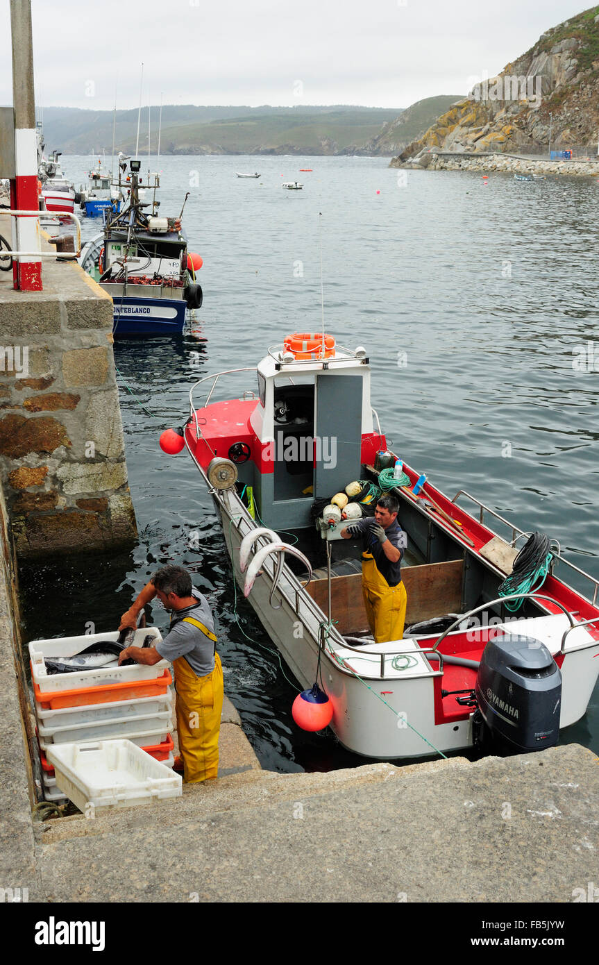 Handwerkliche Fischer entladen ihre Conger täglich erfassen. Malpica de Bergantiños, Galicien, Spanien Stockfoto