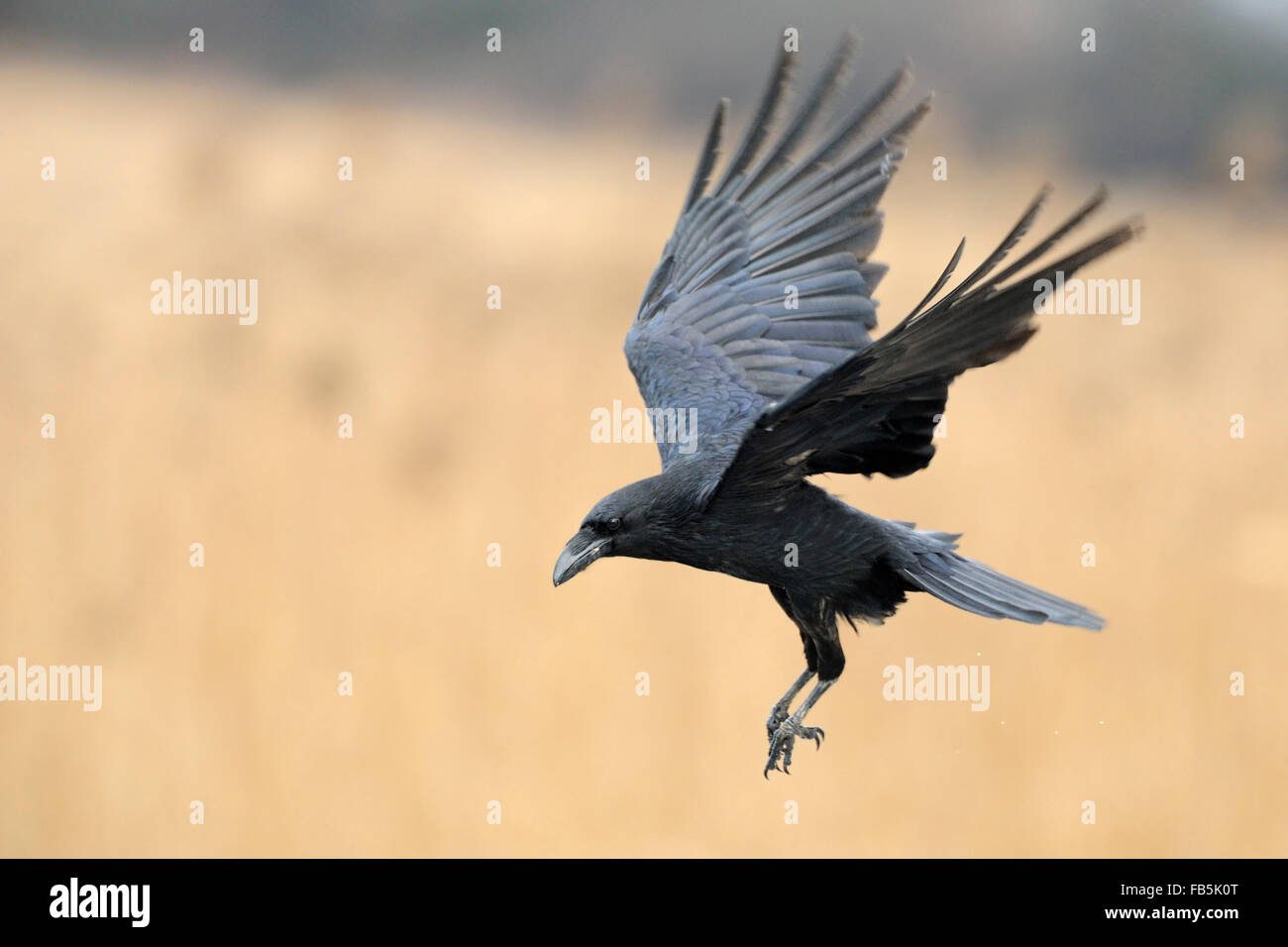 Gemeiner Rabe / Kolkrabe ( Corvus corax ) fliegt ein, umgeben von goldenem Schilf, Wildtiere, Deutschland. Stockfoto