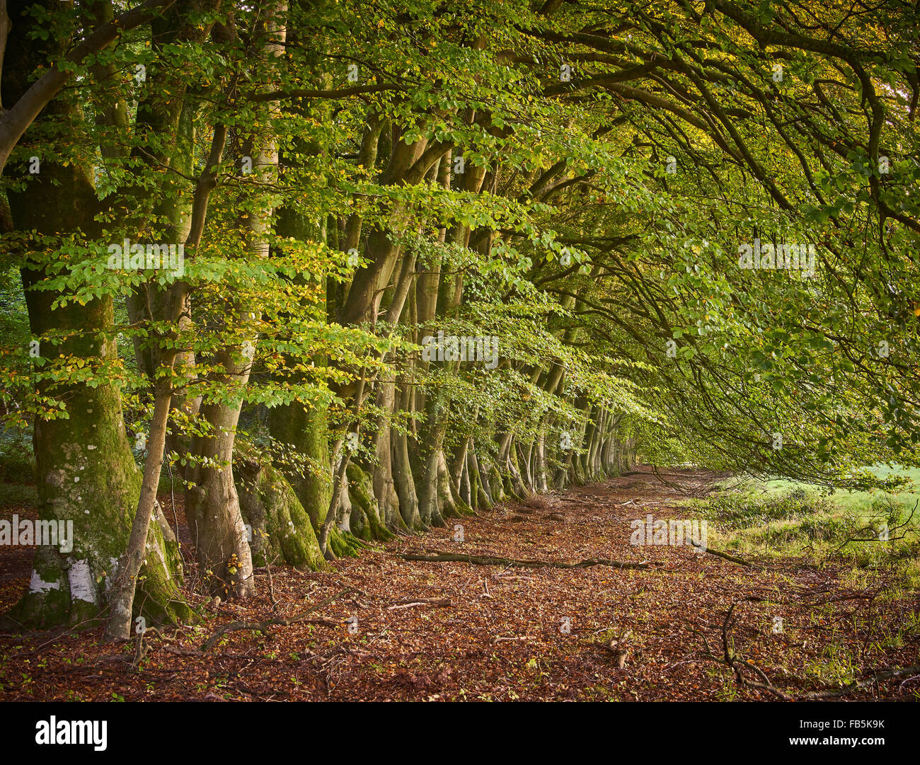 Beech Tree Avenue, Sussex Stockfoto