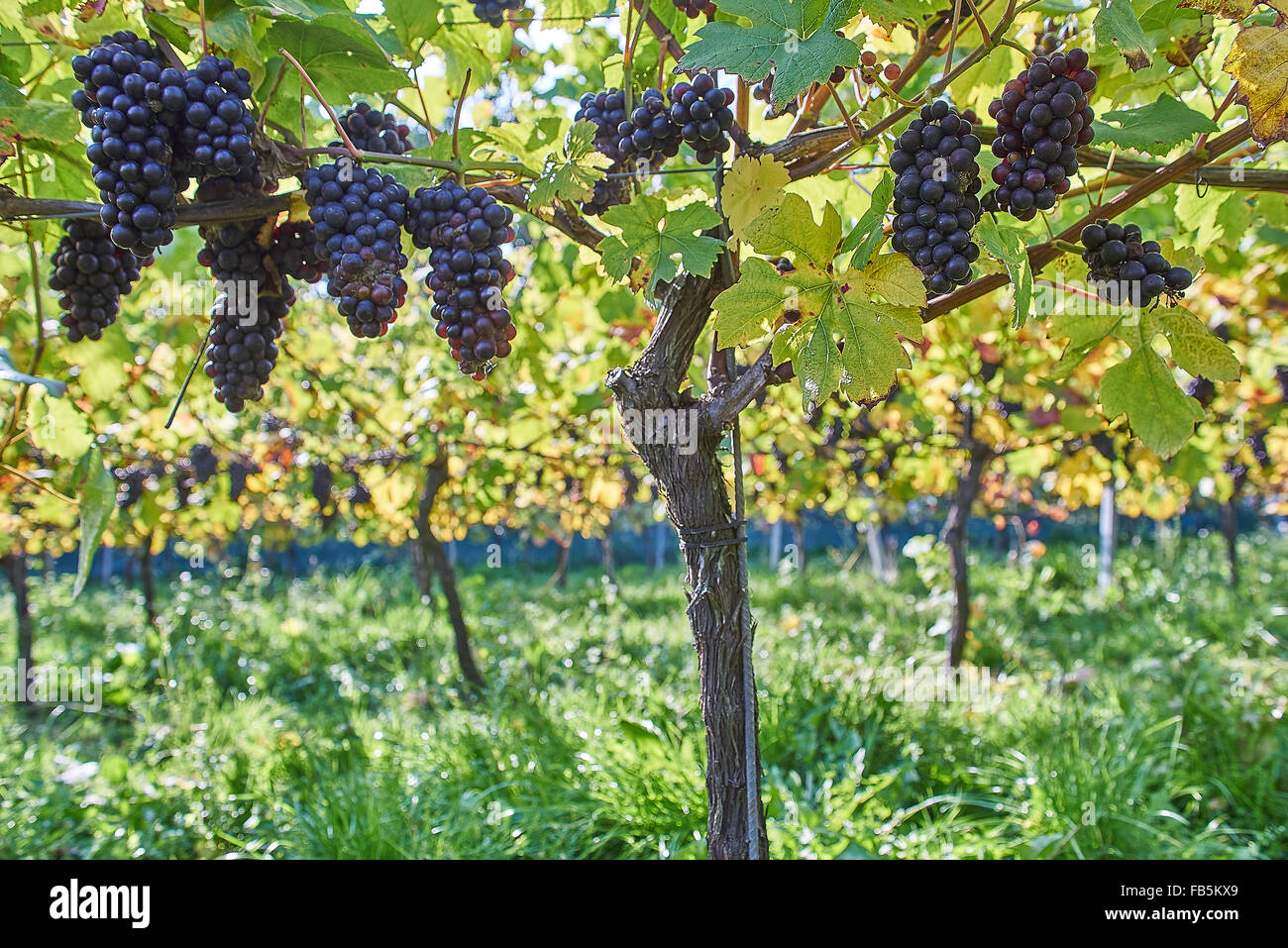 Weinreben mit reifen schwarzen Trauben an Wiston Weinberg, Sussex Stockfoto