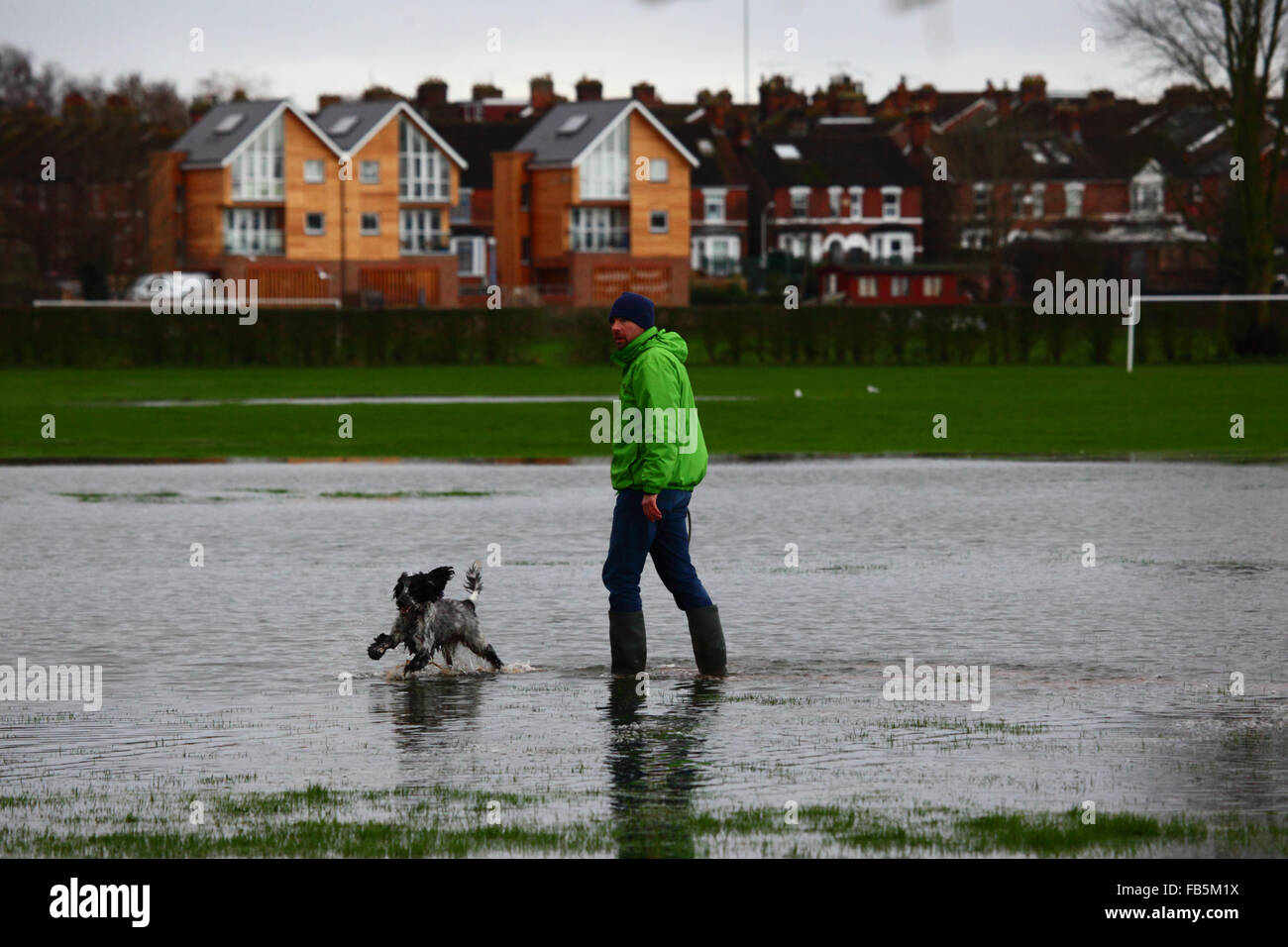 Tonbridge, Kent, England 10. Januar 2016: ein Mann geht mit seinem Hund durch Hochwasser auf einem Spielfeld in Tonbridge. Den letzten Starkregen die Spielfelder teilweise überflutet und gesättigten Boden verlassen hat, und den Fluss Medway (die durch die Stadt fließt) ist derzeit Bank voll. Bildnachweis: James Brunker / Alamy Live News Stockfoto