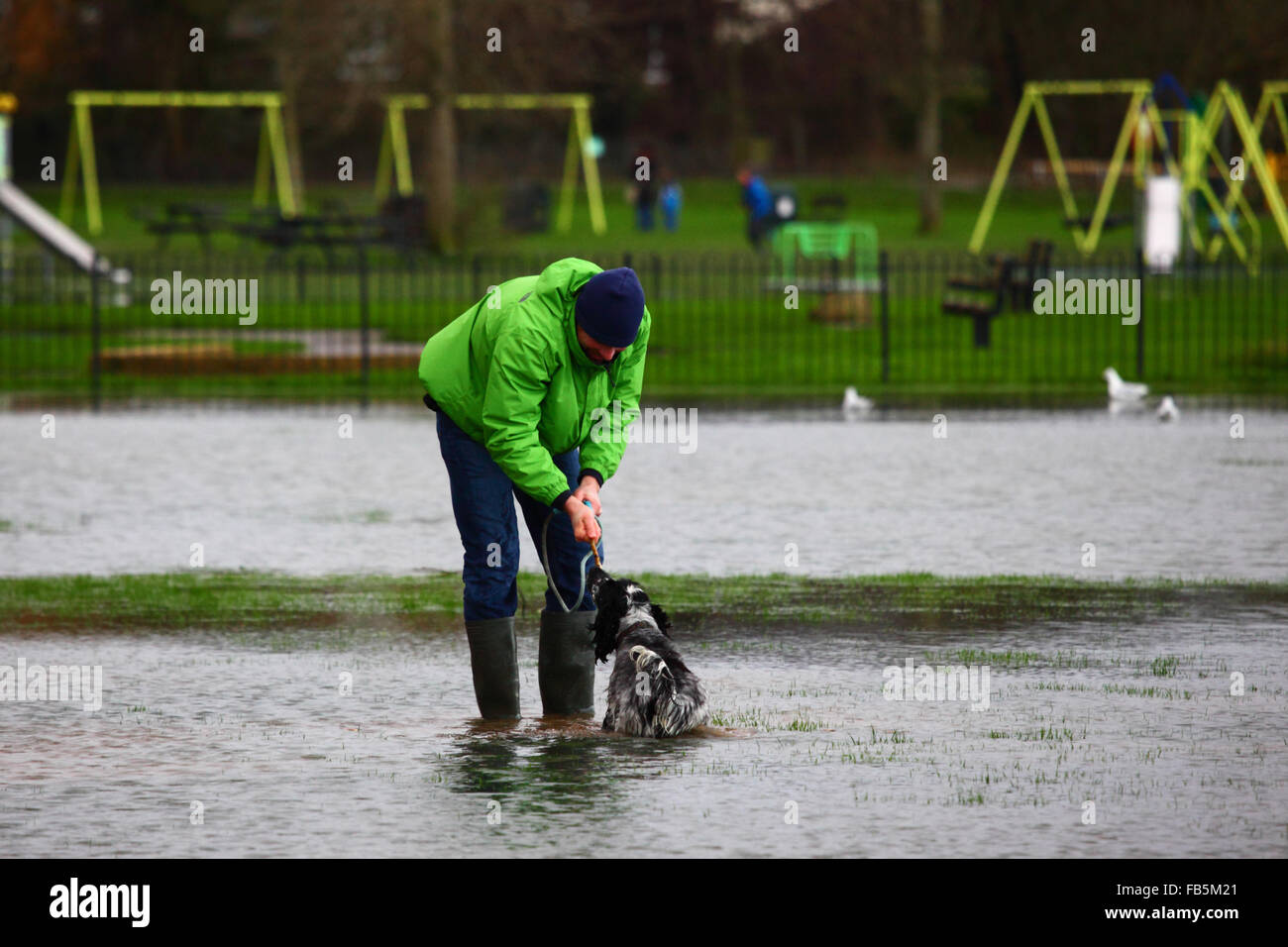 Tonbridge, Kent, England 10. Januar 2016: ein Mann spielt mit seinem Hund in Hochwasser auf einem Spielfeld in Tonbridge. Den letzten Starkregen die Spielfelder teilweise überflutet und gesättigten Boden verlassen hat, und den Fluss Medway (die durch die Stadt fließt) ist derzeit Bank voll. Bildnachweis: James Brunker / Alamy Live News Stockfoto