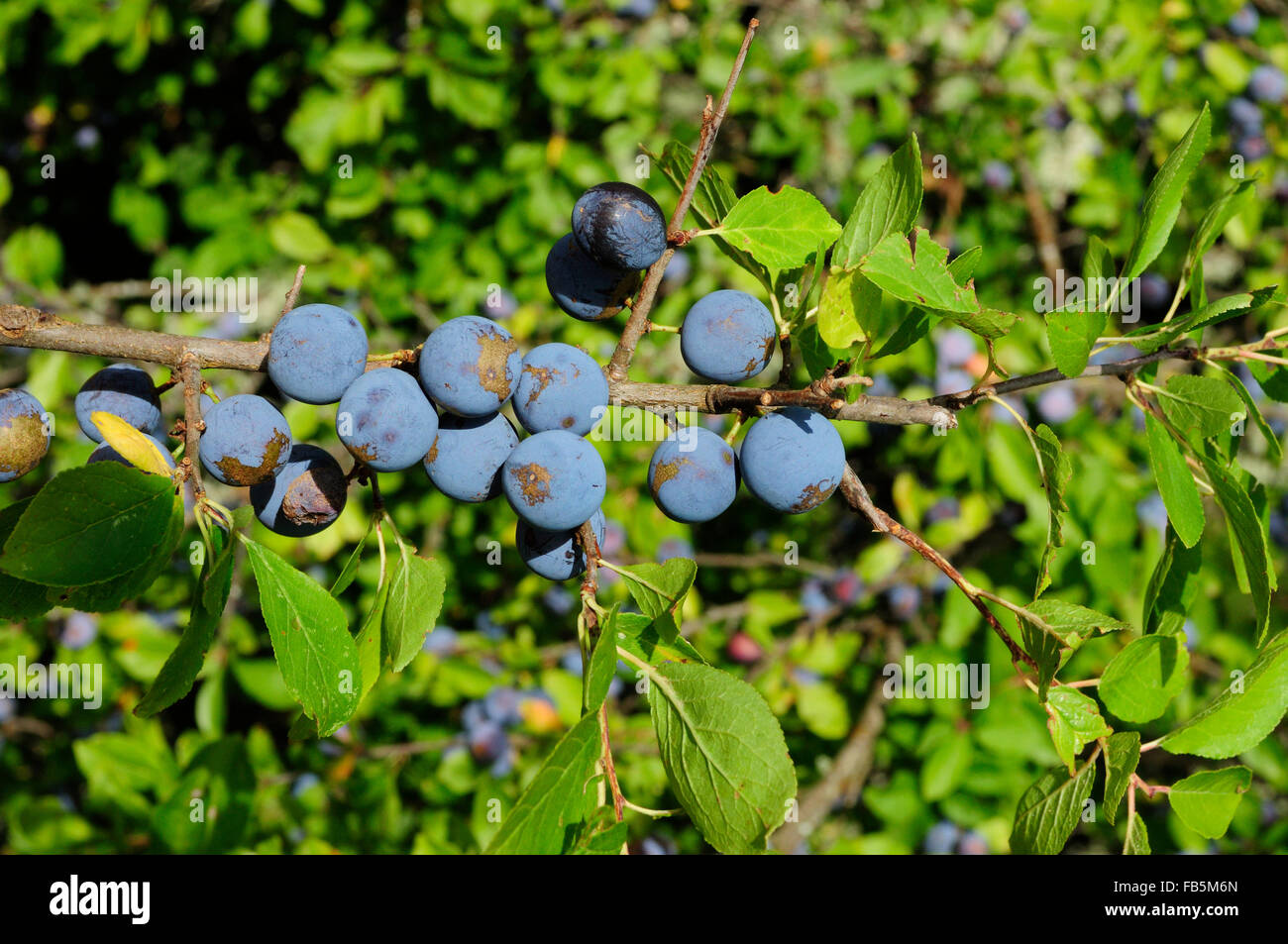 Schlehe (Prunus Spinosa) Stockfoto