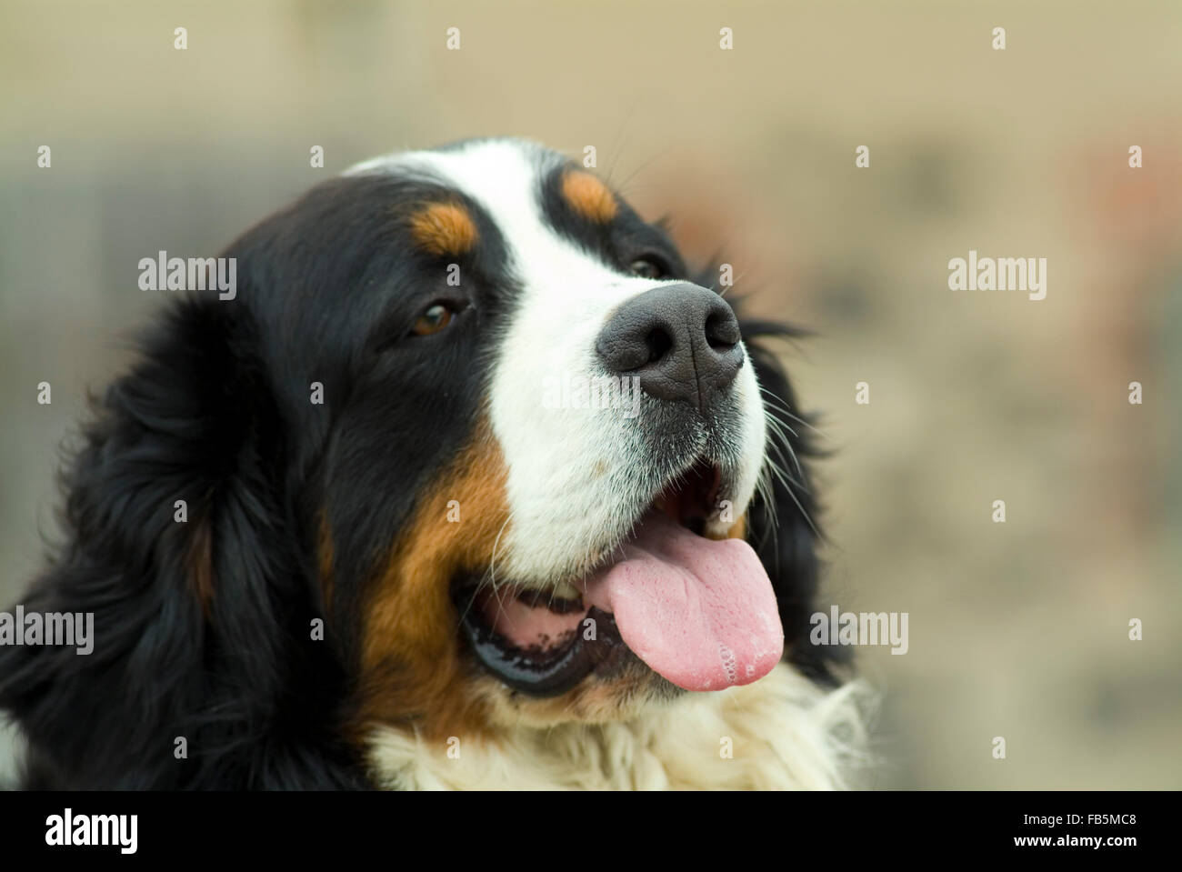 Berner Sennenhund Stockfoto