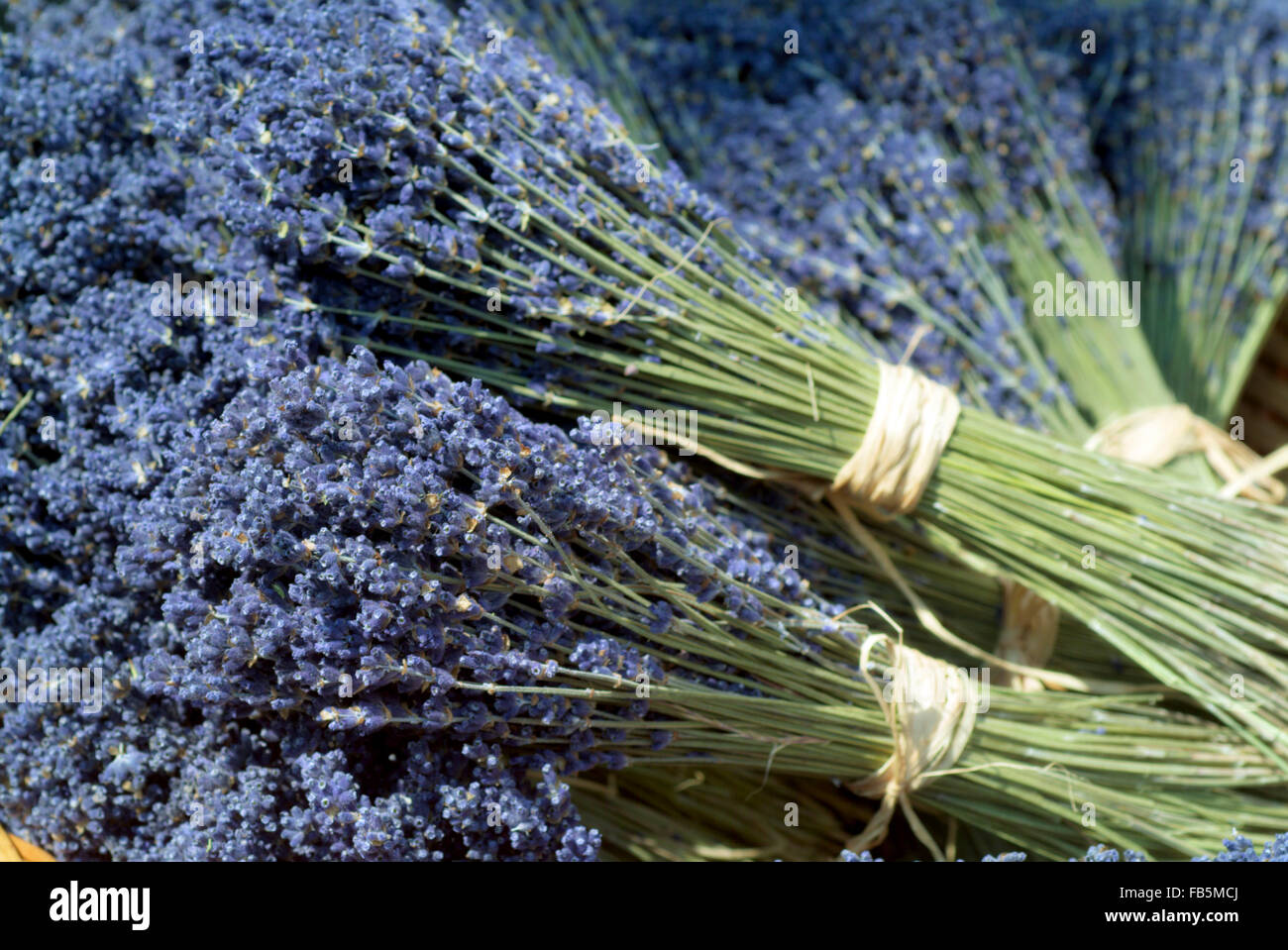 Die Trauben getrocknet Lavendel (Lavandula Angustifolia) Stockfoto