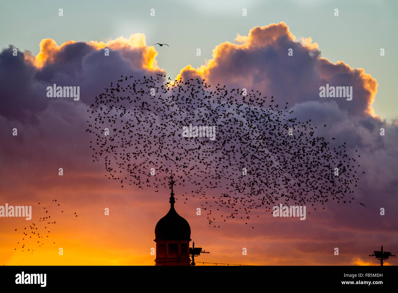 Vögel im Flug, in den Wolken Schwärme von Staren in Blackpool, Lancashire, UK fliegen. Starling murmuration bei Sonnenuntergang. Eine der großen birding Brillen der Winter ist die Stare "Vormontage Roost. Vor dem Sesshaftwerden für die Nacht, Herden dieser geselligen Vögel swoop herum bis es gibt eine enorme, wirbelnde schwarze Masse. Im Winter bis zu einer Million Vögel, Schwarm, swoop, Schieben, Schwenken und Drehen, Verschieben, wie man während der erstaunliche Luftakrobatik. Dieses Ballett in der Dämmerung ist eine pre-roosting Phänomen bekannt als starling murmuration. Stockfoto