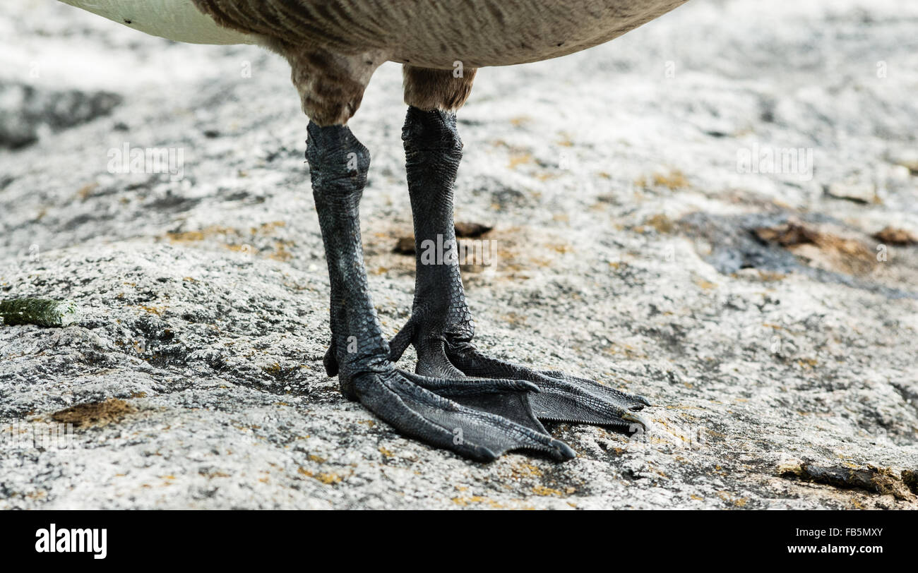 Close-up Detail der Schuppige Füße und Krallen der Kanadagans stehend auf Rock Oberfläche. Stockfoto