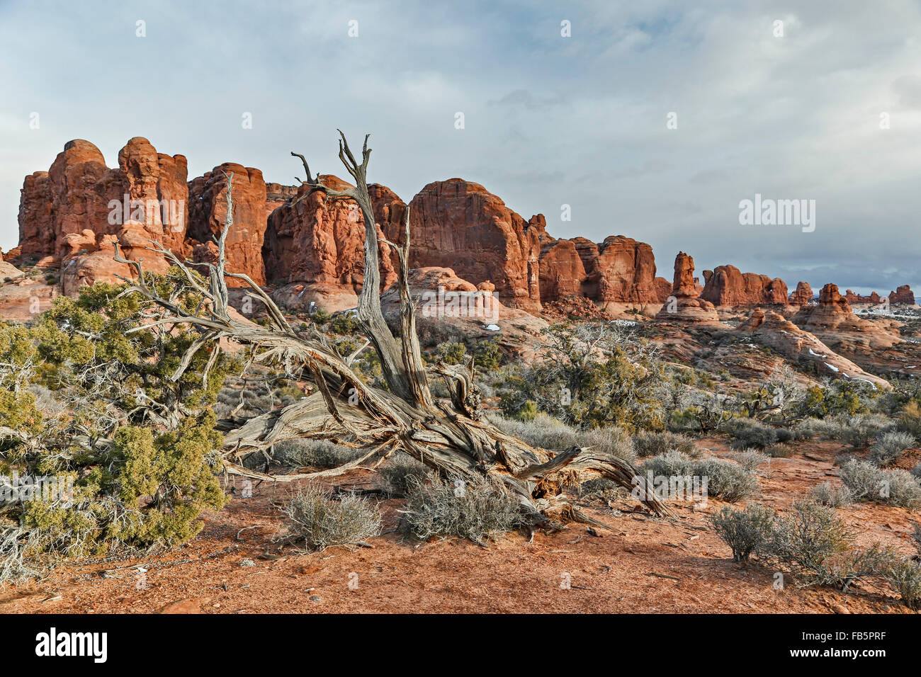 Verwitterter Baum und Sandstein Felsformationen, Garten Eden, Arches-Nationalpark, Moab, Utah, USA Stockfoto