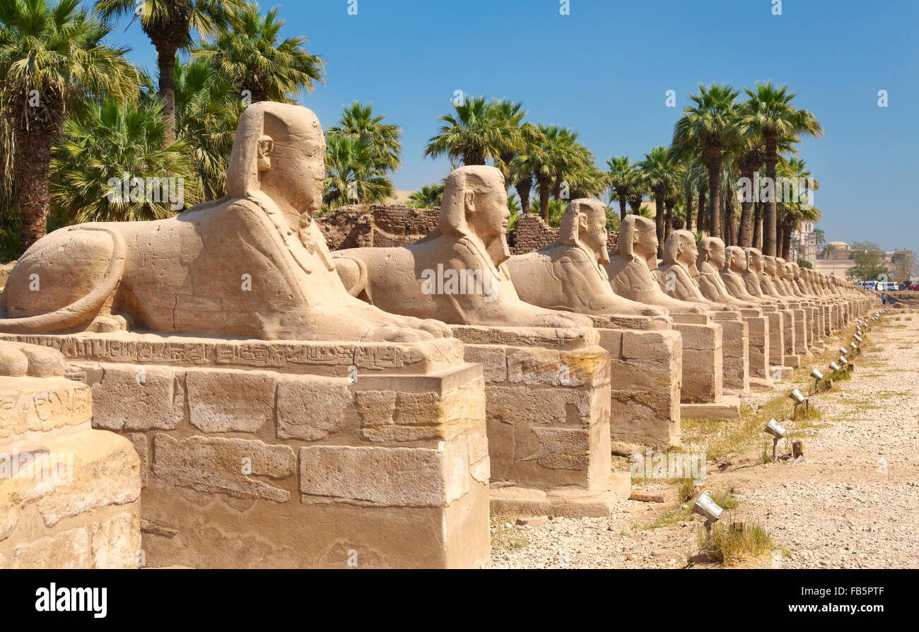 Allee der Sphinxe in Luxor-Tempel, Luxor, Ägypten Stockfoto