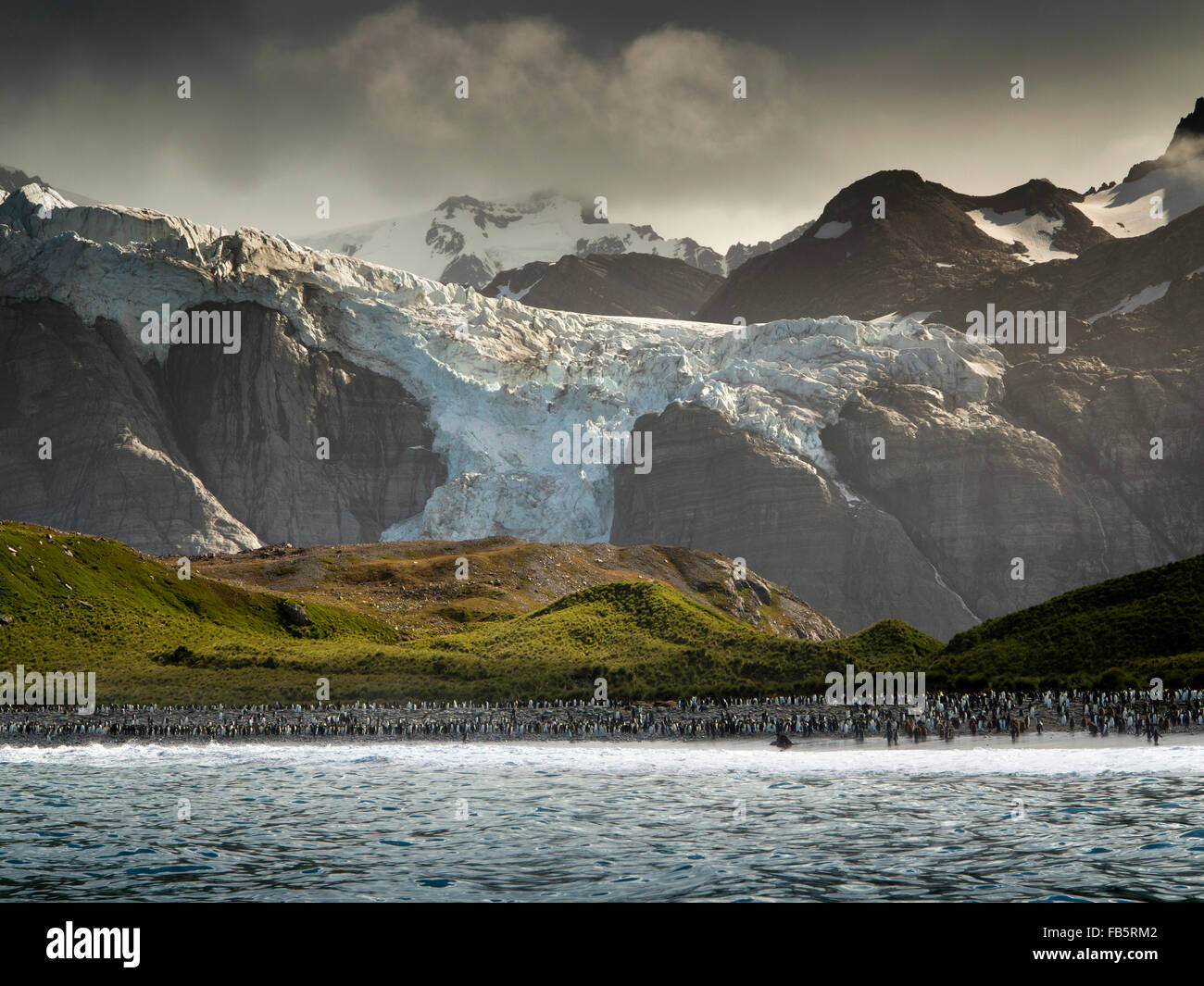 Süd-Georgien, Gold Harbour Königspinguine auf Strand unterhalb Küsten Gletscher Stockfoto
