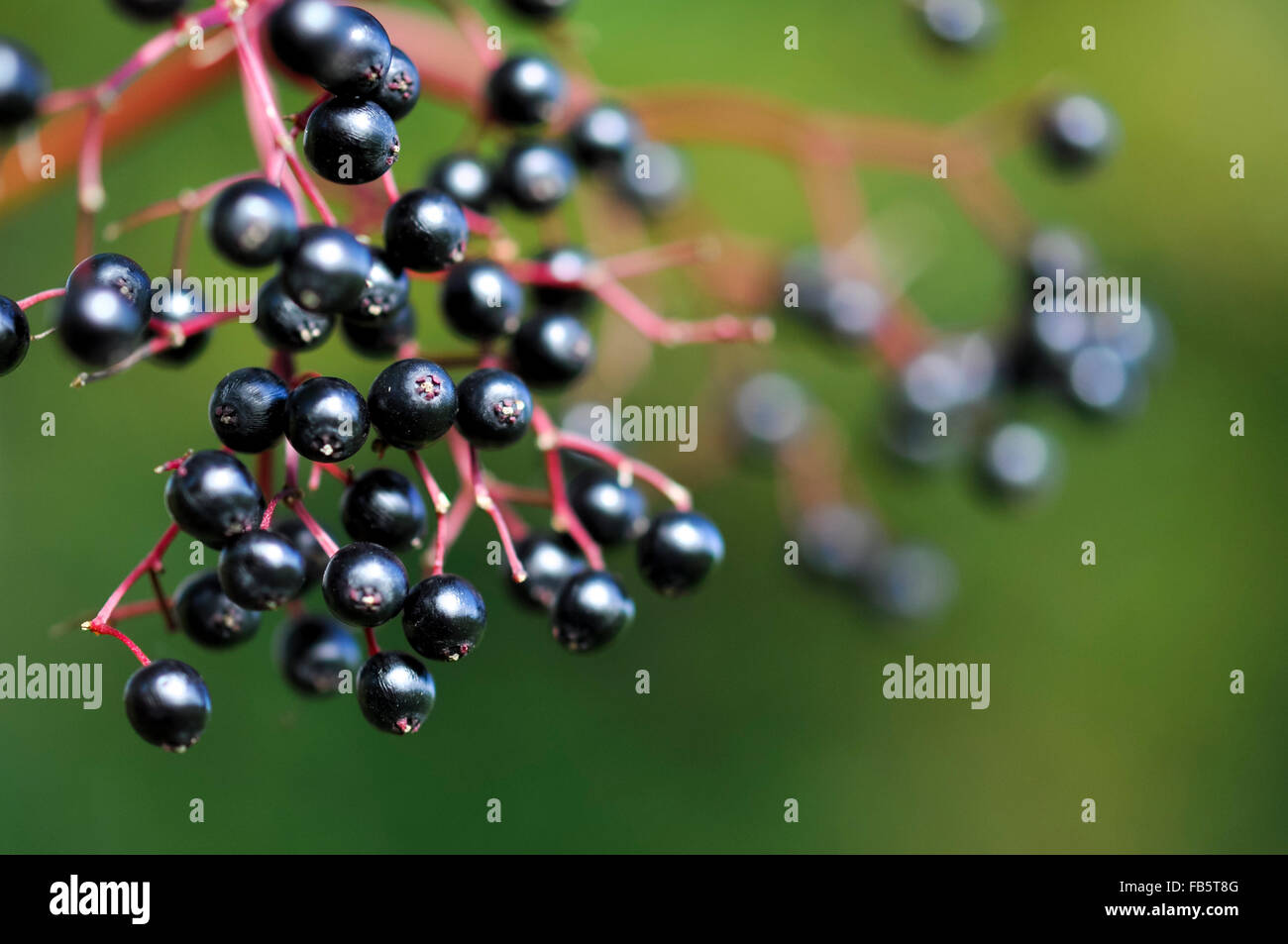 Glänzend schwarzen Holunder (Sambucus Nigra) auf roten Stielen. Stockfoto