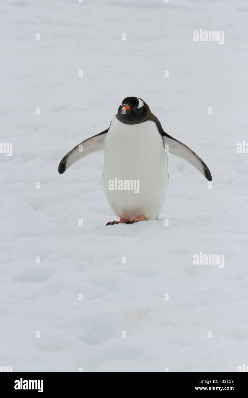 Gentoo Penguin zu Fuß über der Schneedecke in leichtem Schneefall. Stockfoto