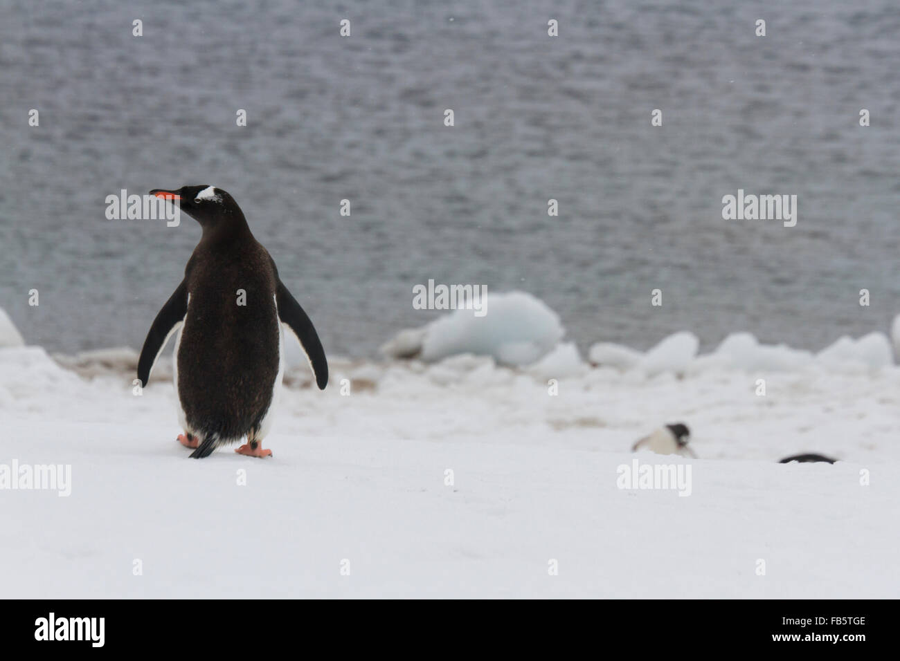 Gentoo Penguin stehen im Schnee auf Neko Harbor, Antarktis. Stockfoto