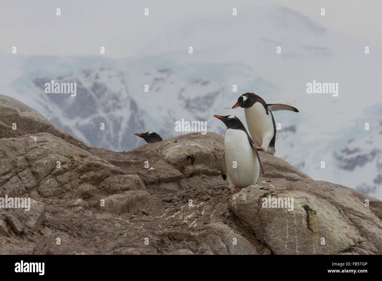 Gentoo-Pinguine auf den Felsen von Neko Harbor, Antarktis. Stockfoto