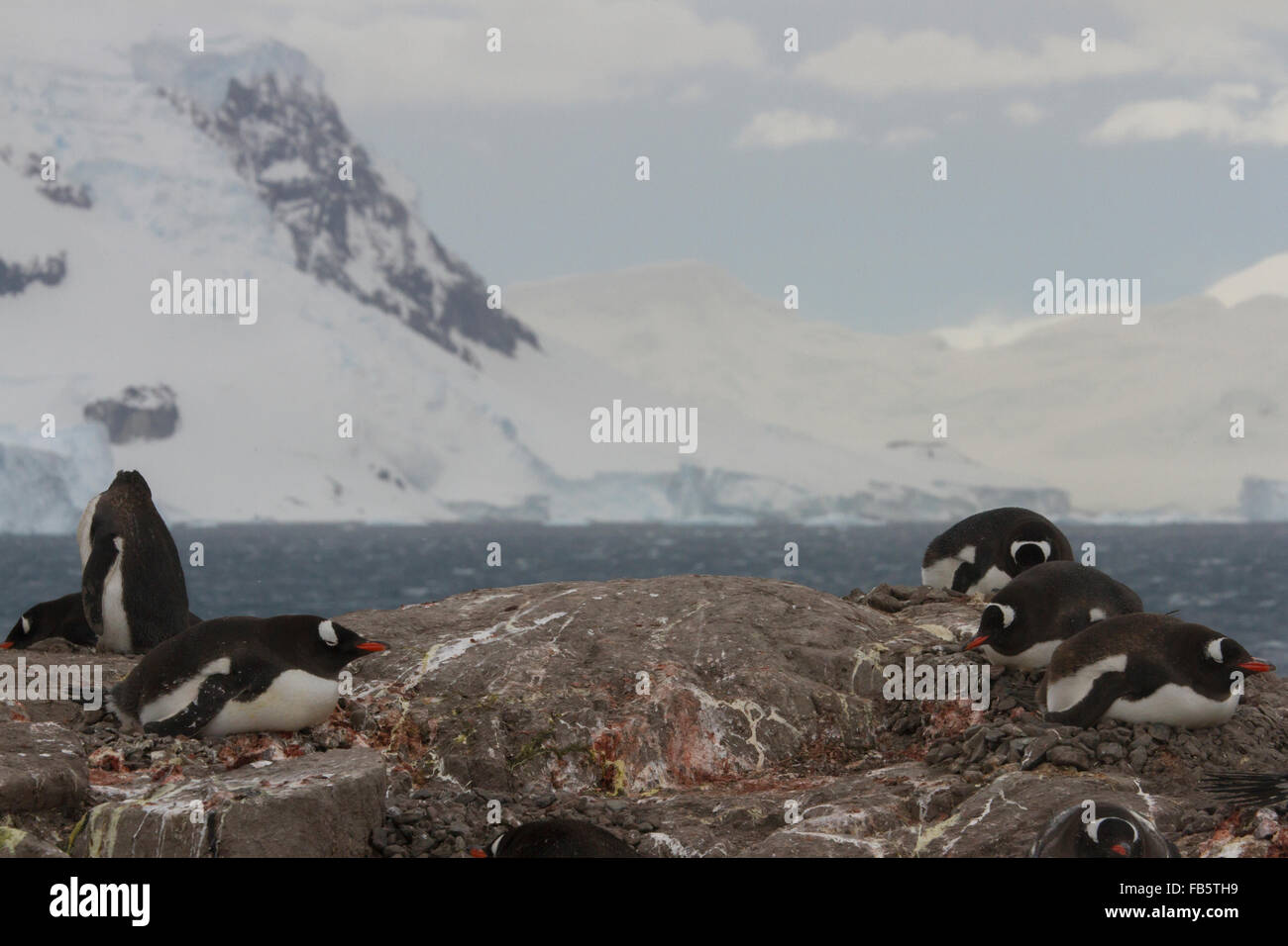 Gentoo Penguins Nestiing auf Neko Harbor Rookery, Antarktis. Stockfoto