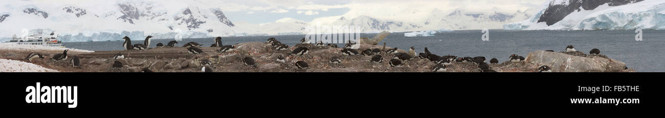 Panorama von Gentoo Penguin Rookery auf Neko Harbor in der Antarktis mit Kreuzfahrtschiff in der Bucht. Stockfoto