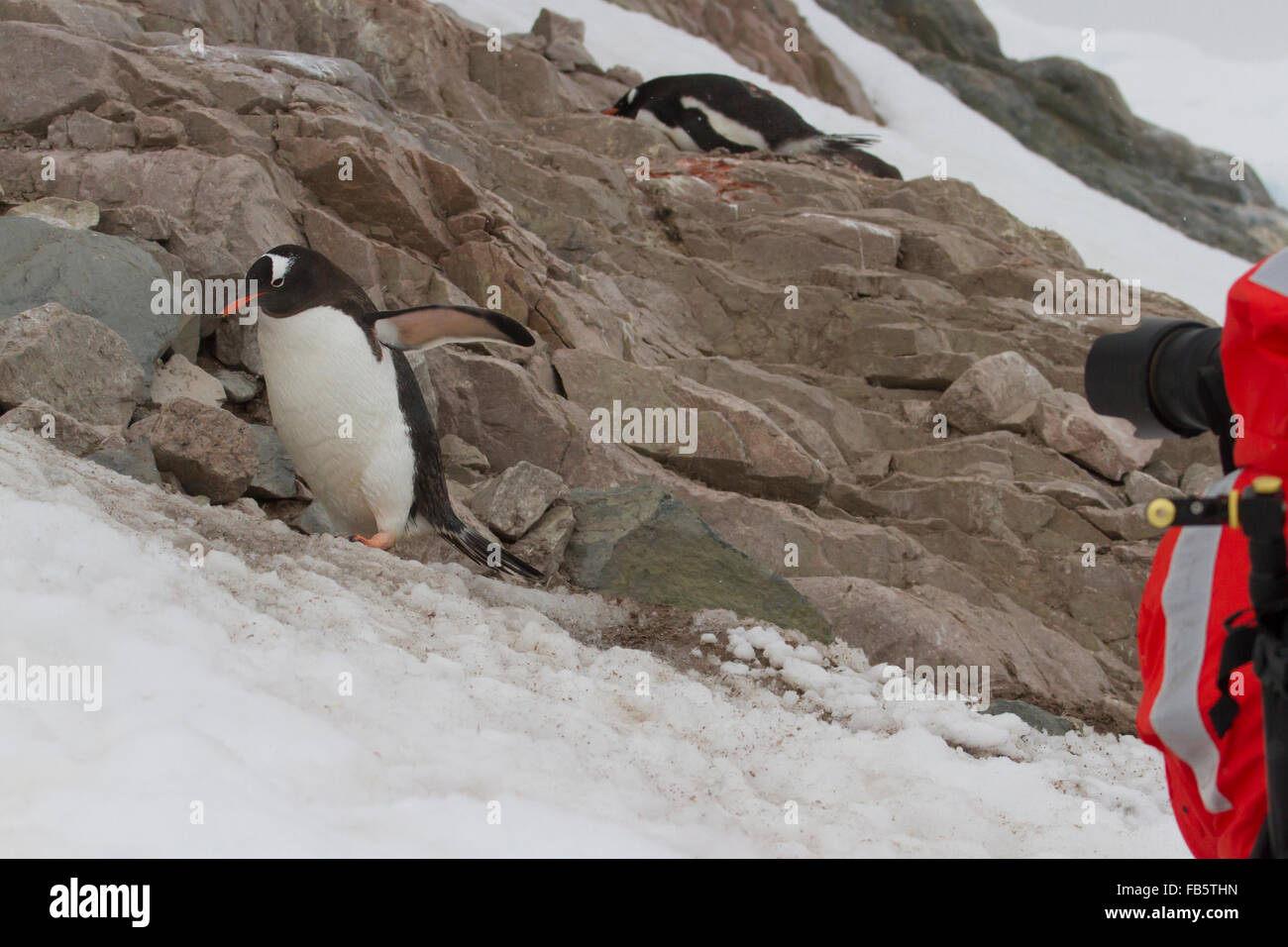 Fotograf Erfassung zu Fuß Gentoo Penguin Wandern in Neko Harbor, Antarktis. Stockfoto