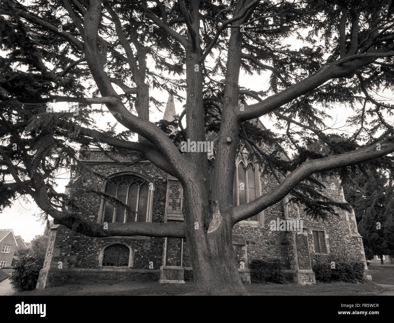 St. Michaelis Kirchengemeinde Braintree, Essex. Großbritannien UK England Stockfoto