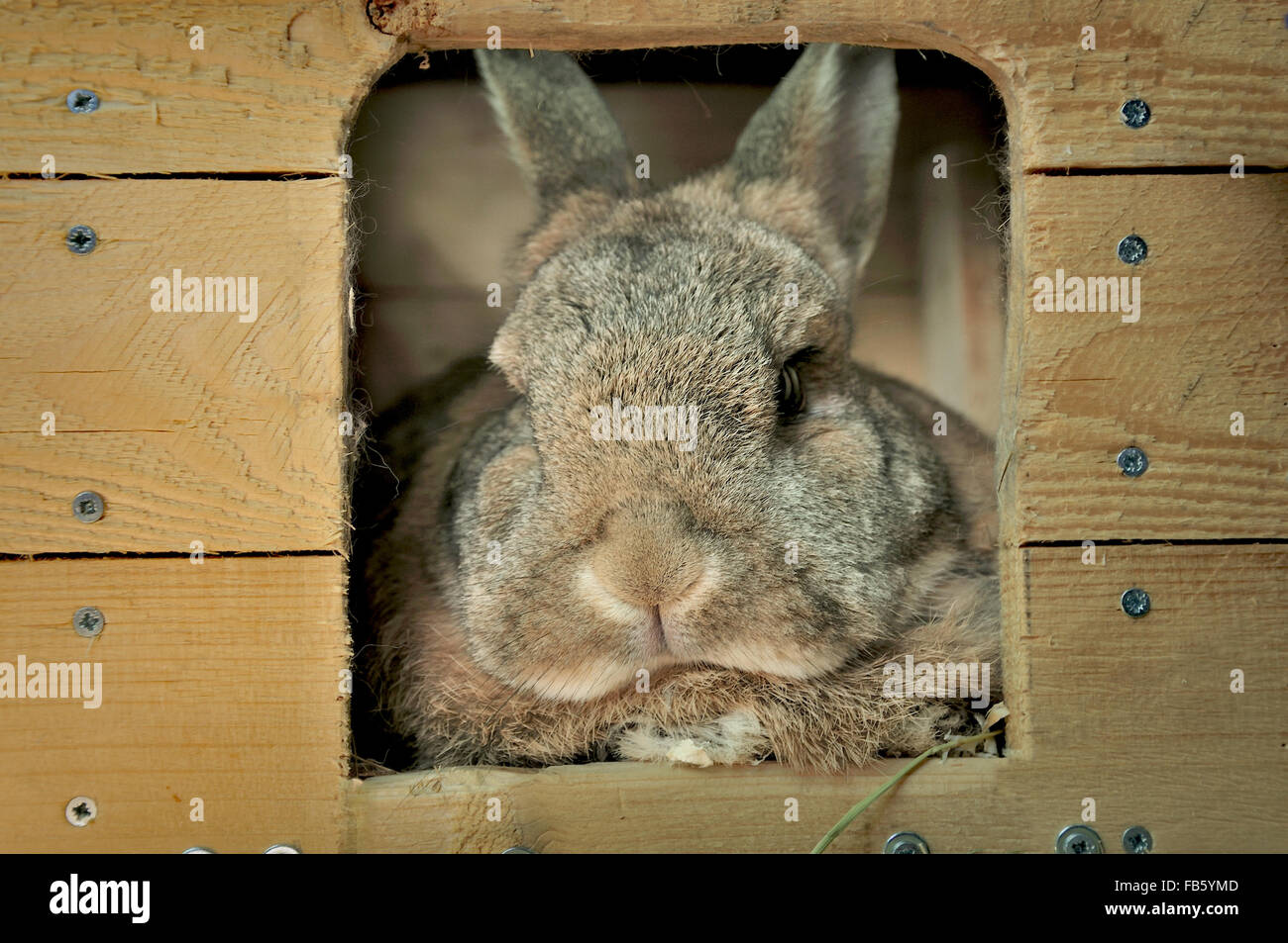 braune Hauskaninchen ruhen im Holzhaus Stockfoto