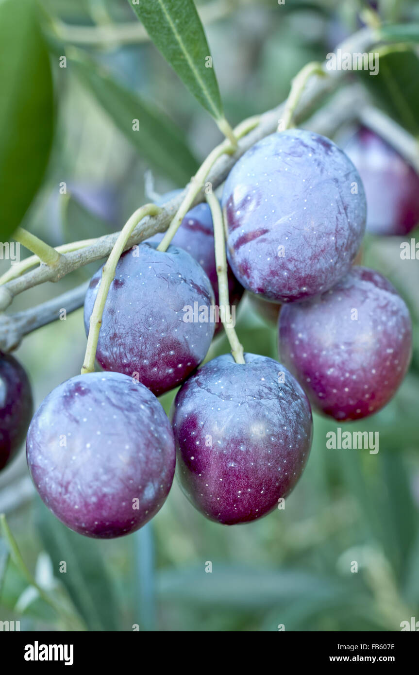 Olivenzweig mit unreifen Oliven Früchten Art heißt "Oblica" Stockfoto