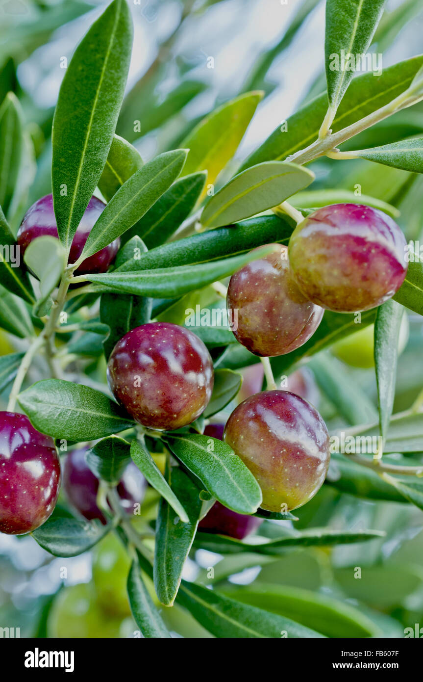 Olivenzweig mit unreifen Oliven Früchten Art heißt "Oblica" Stockfoto