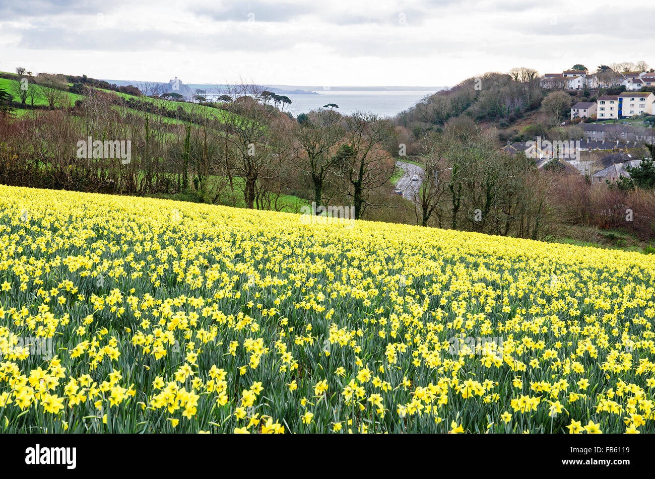 frühe Blüte Narzissen in Penzance in Cornwall, England, UK Stockfoto