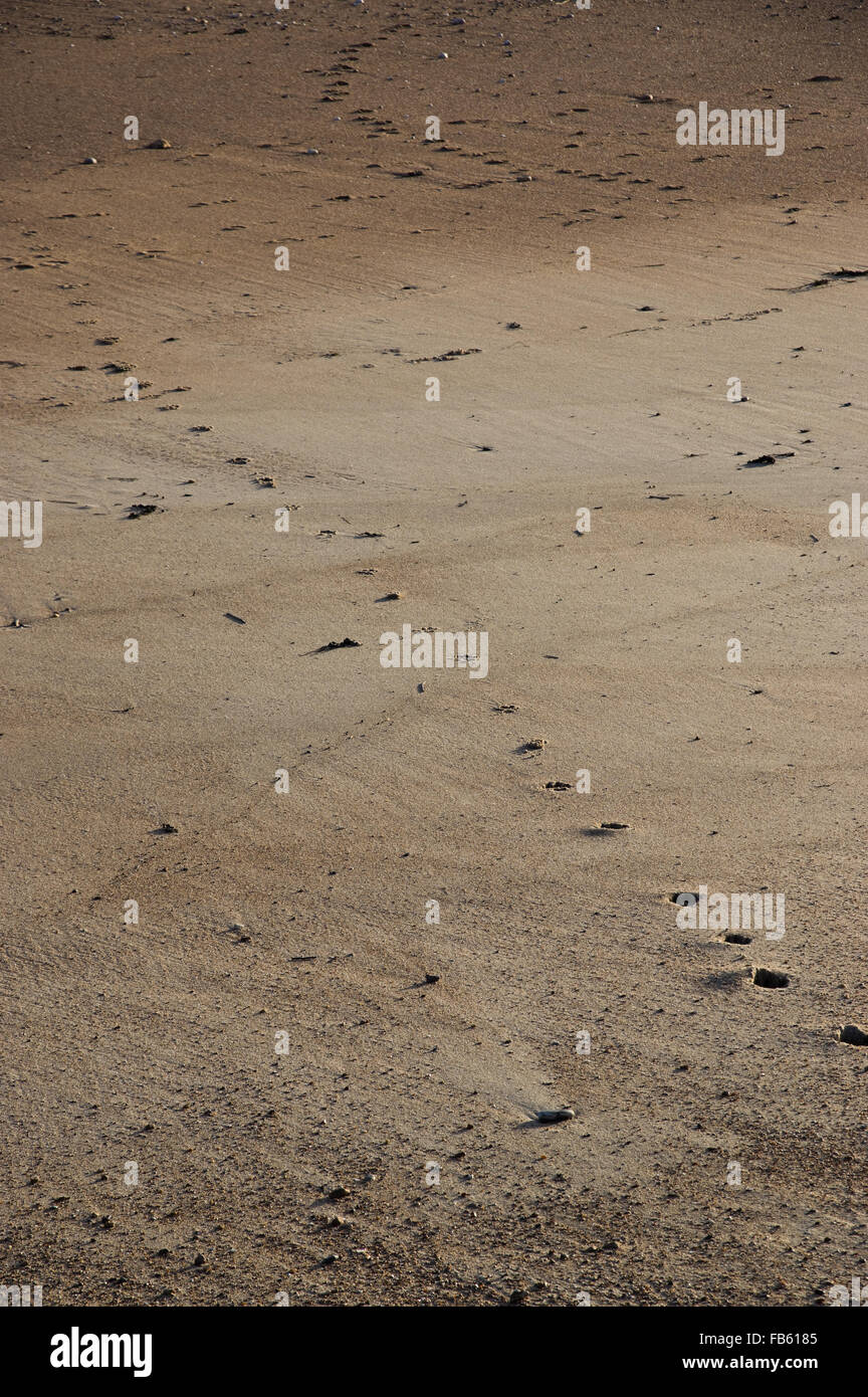 Eine Reihe von Pawprints in den Sand am Strand entlang führt Stockfoto