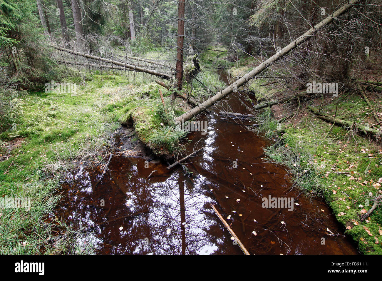 Wald im Naturschutzgebiet Kladska Torf Stockfoto