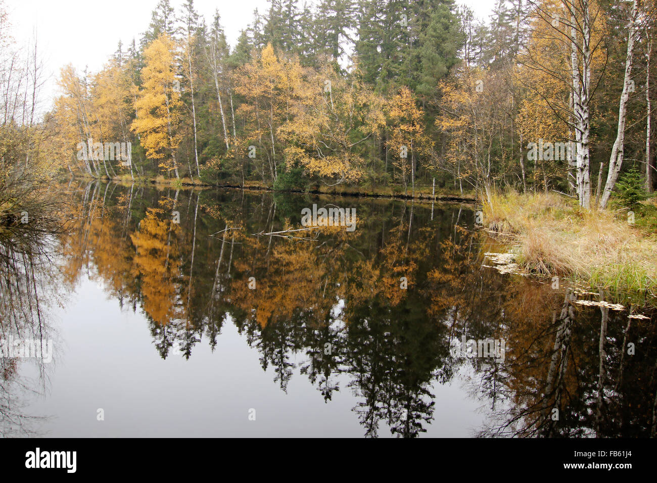 Herbstlichen Wald am Ufer des Sees Stockfoto