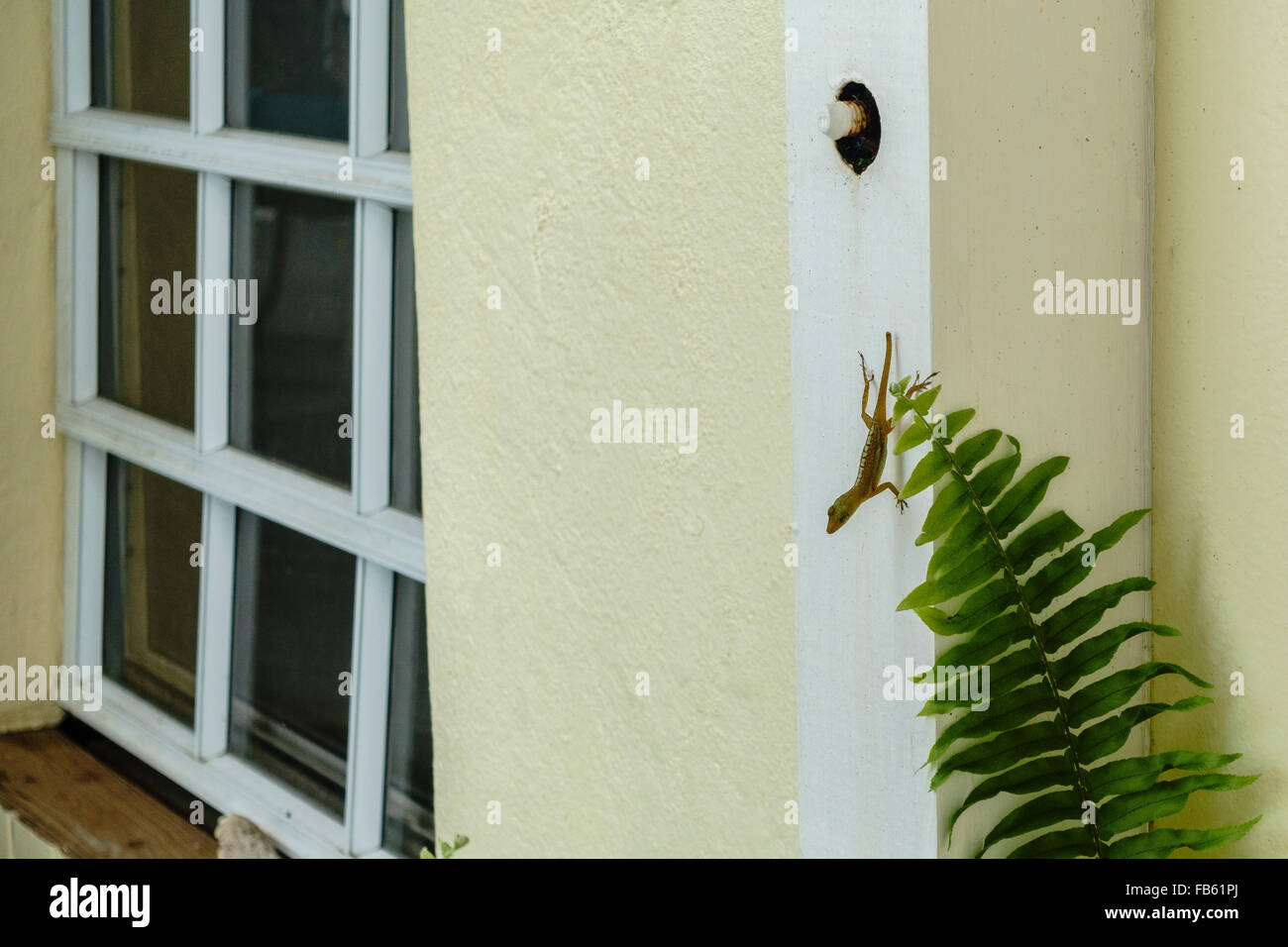 Ein gemeinsames Haus Gecko, Hemidactylus Frenatusa, ein alltäglicher Anblick in der Karibik, klammert sich an der Seite eines Gebäudes auf St. Croix. Stockfoto