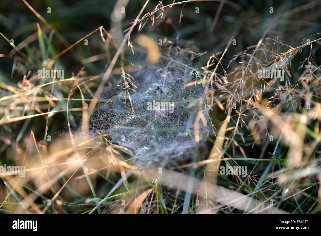 Spinnennetz bedeckt im Tau, Ashdown Forest, Großbritannien Stockfoto