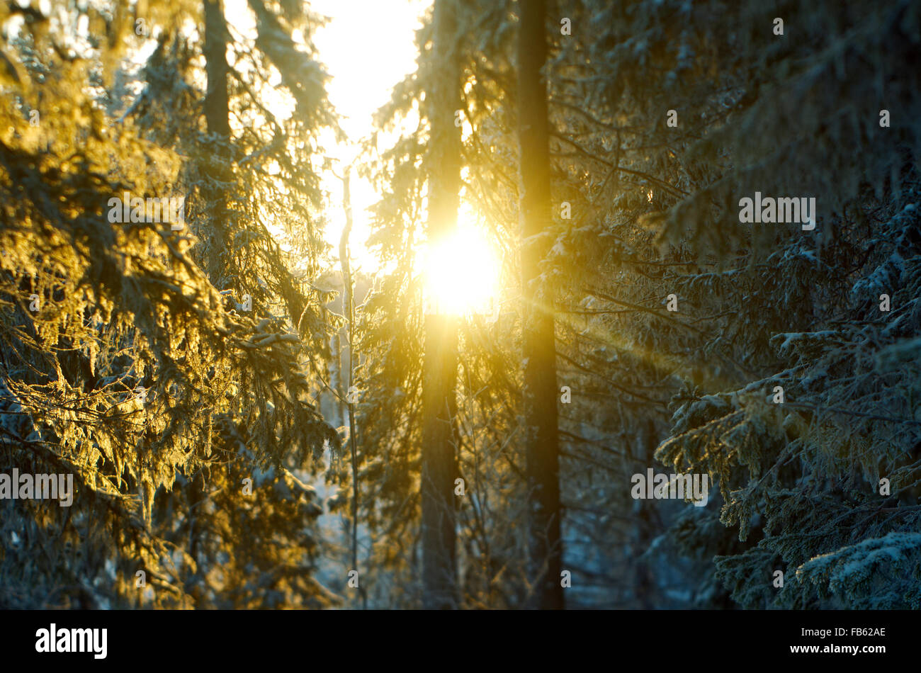 Landscape.frozen Taiga Winterwald Stockfoto