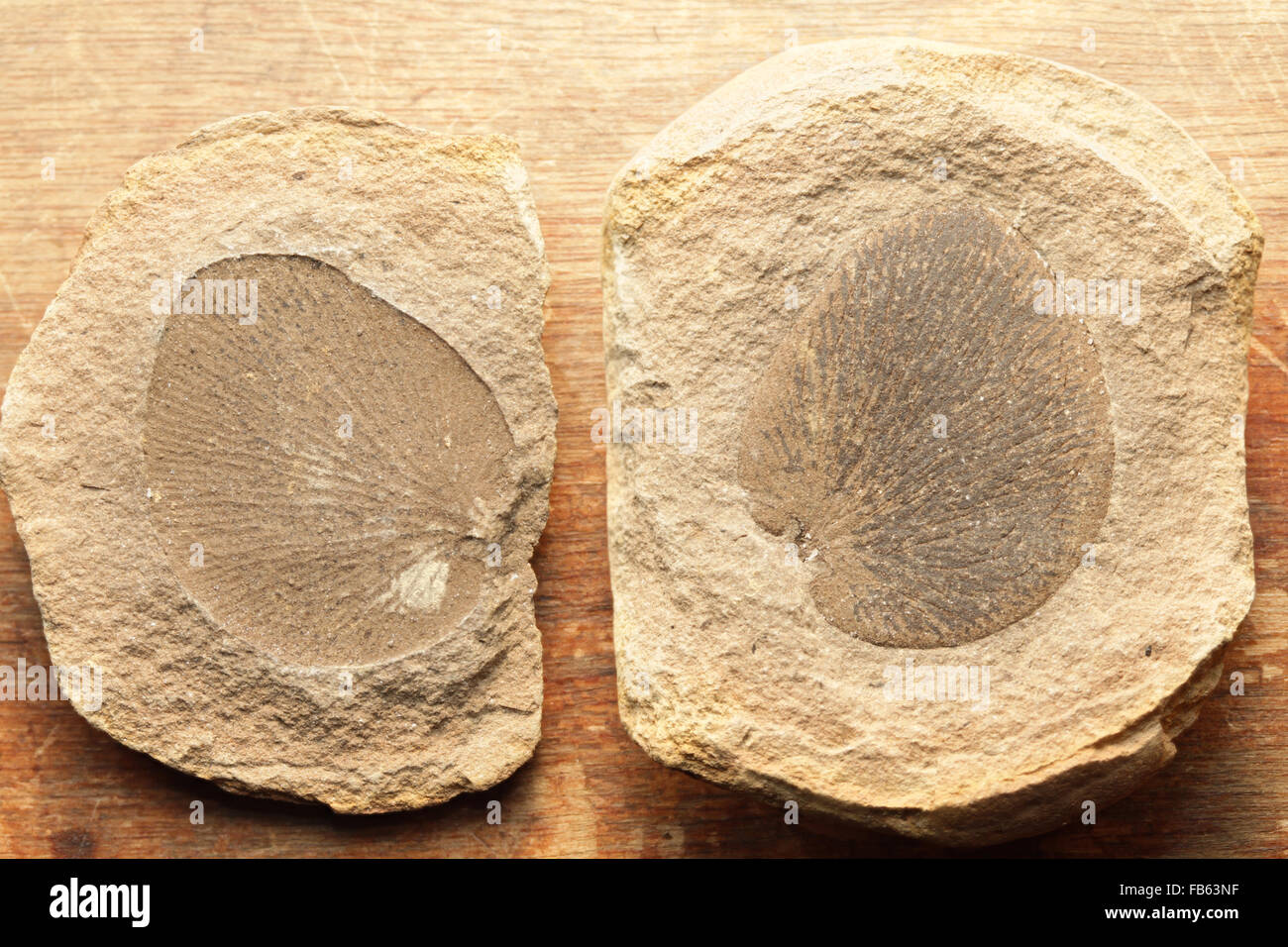 Fossilen Farn Broschüre, Pecopteris SP., Knötchen, Mazon Creek, Illinois. Pennsylvanian, Karbon Stockfoto