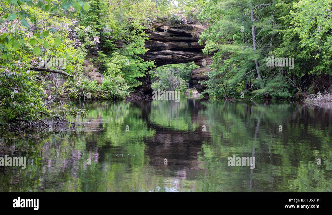 Sandstein Bogen über einem See, umgeben von Mountain Laurel. Pickett Staatspark in Tennessee. Stockfoto