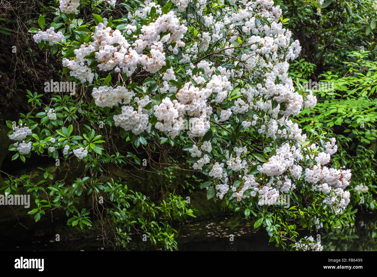 Beautiful Mountain Laurel in voller Blüte wachsen auf einer Klippe im Pickett State Park in Tennessee. Stockfoto