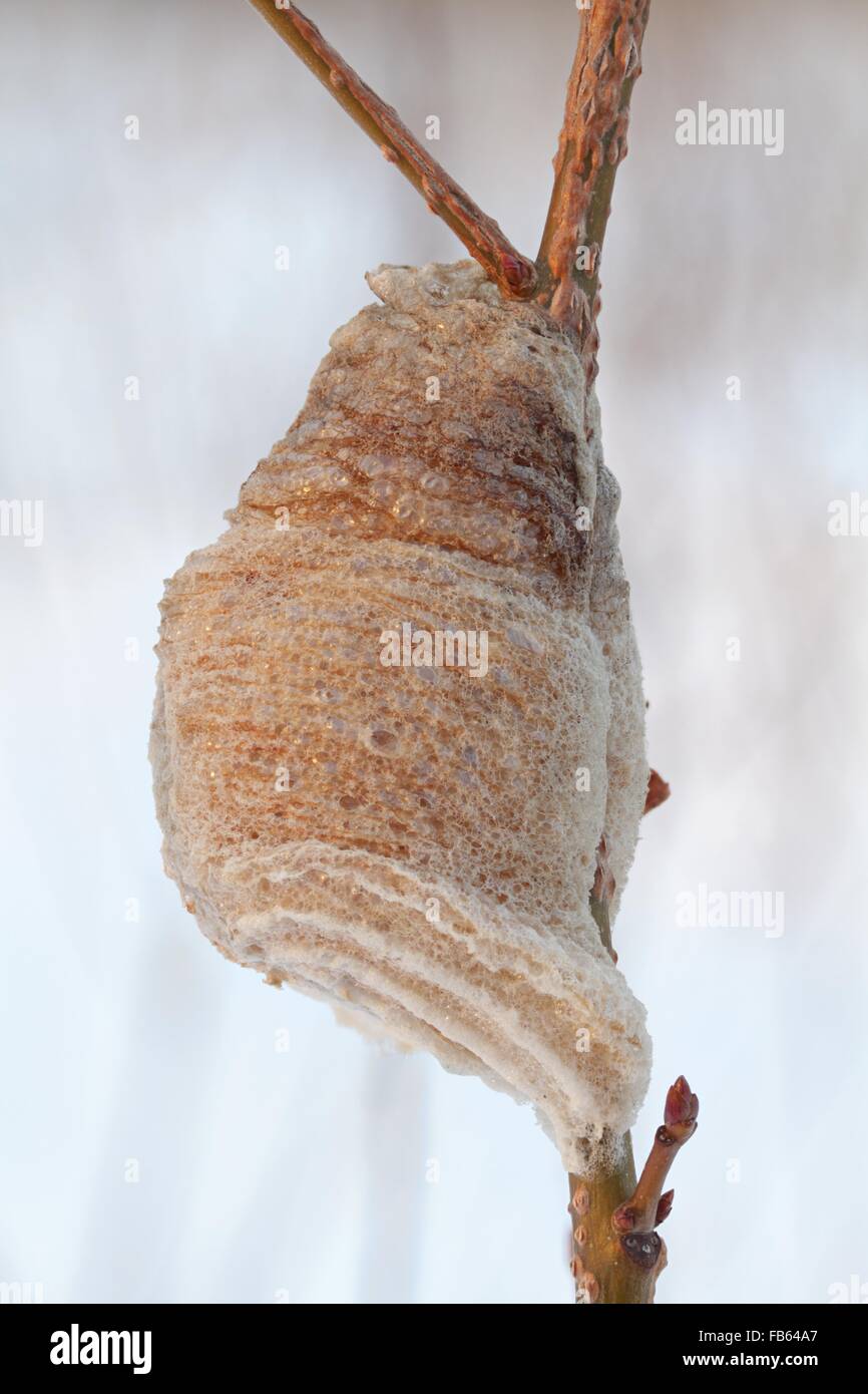 Nahaufnahme Foto des Schrankes Gottesanbeterin Ei im Winter. Rye, New York, Vereinigte Staaten, USA Stockfoto