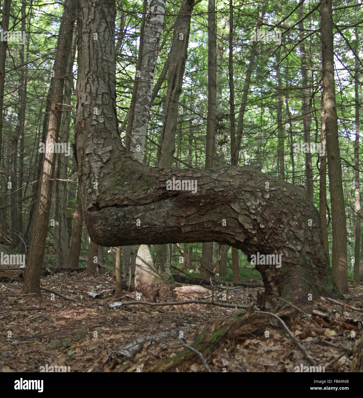 Spannen Sie Holz von Sweet Birke, Betula Lenta gebildet. Massachusetts, USA. Stockfoto