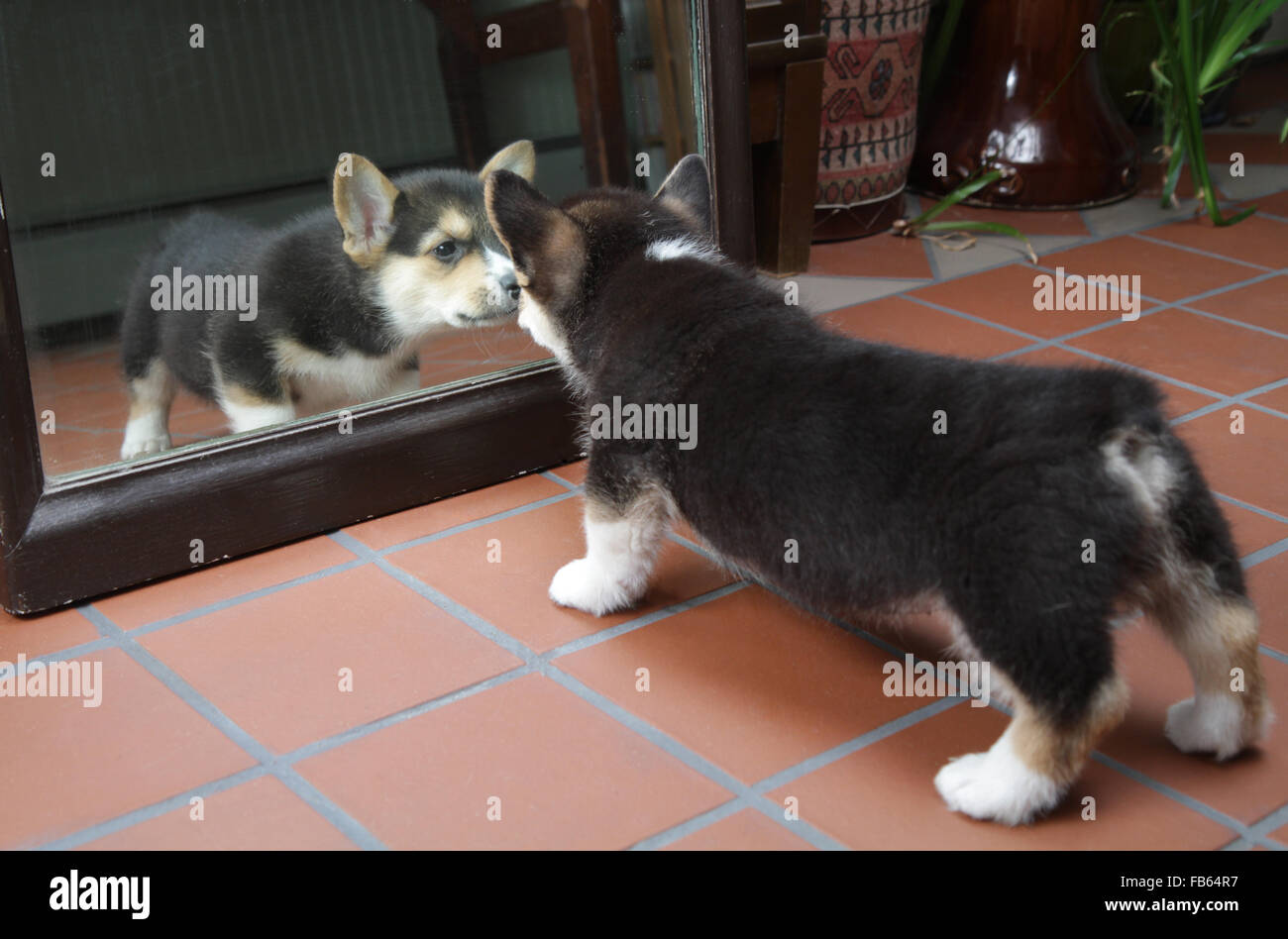 Pembroke Welsh Corgi seine Reflexion in einem Spiegel zu entdecken. Stockfoto