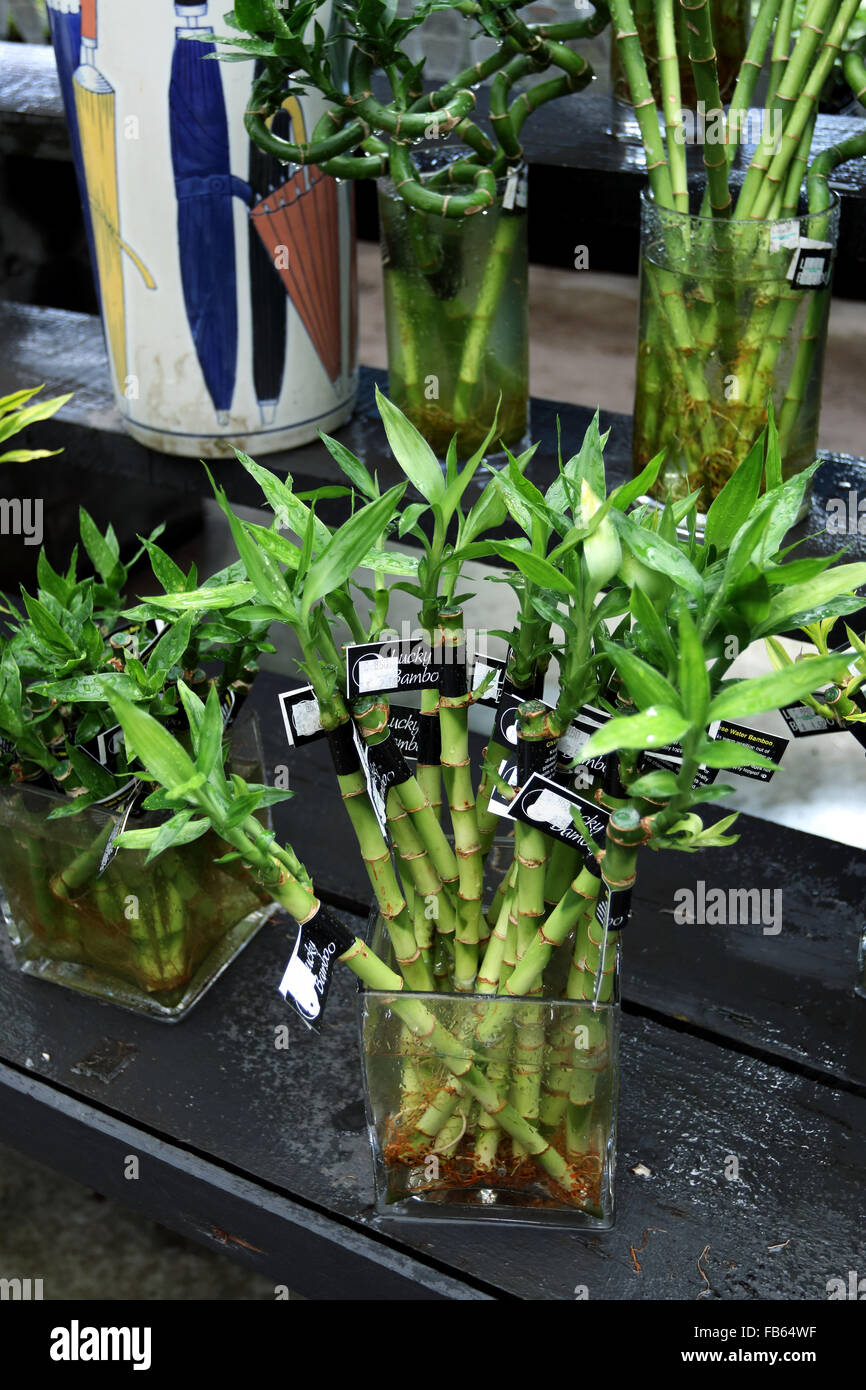 Dracaena Braunii oder bekannt als Lucky Bamboo Steckling zum Verkauf  Stockfotografie - Alamy