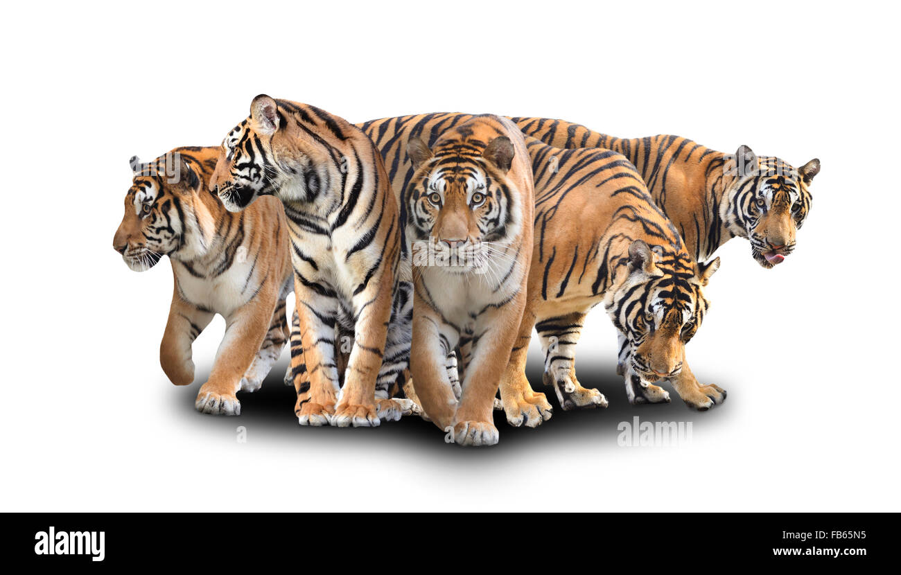 Gruppe von Bengal Tiger mit Schatten auf weißem Hintergrund Stockfoto