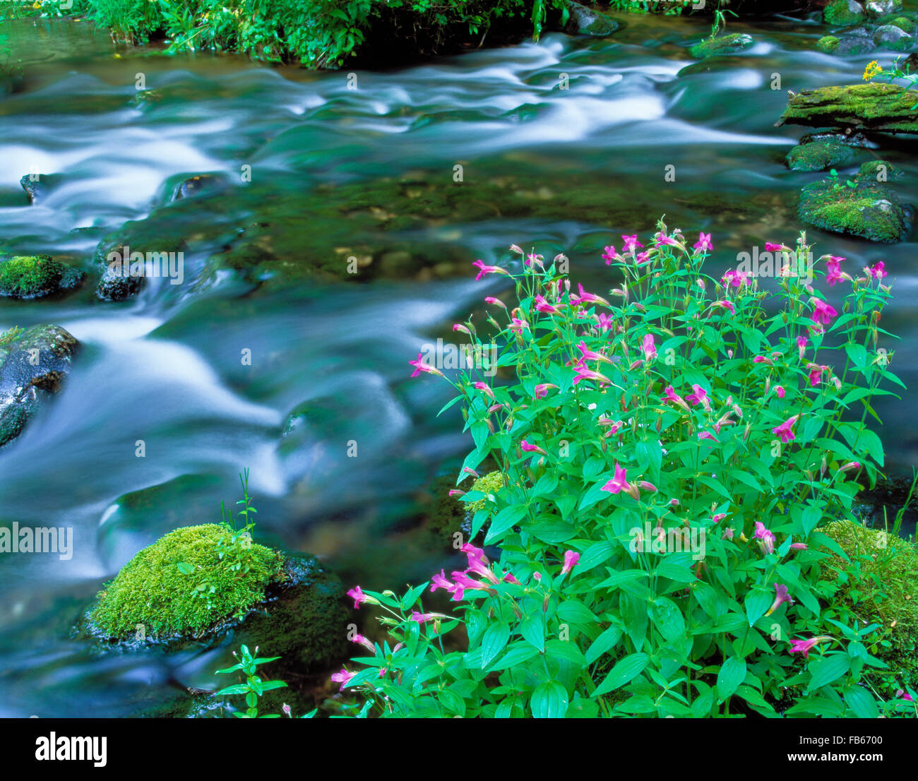 Lewis Monkeyflowers entlang Bergmann Creek im oberen großes Loch-Becken in der Nähe von Jackson, montana Stockfoto