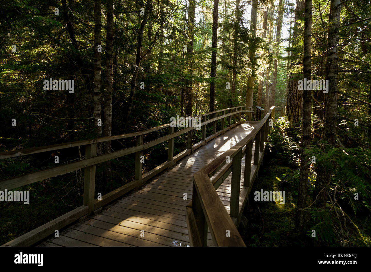 Mount Rainier Nationalpark, Washington. USA. Der Weg führt in den Wald. Stockfoto